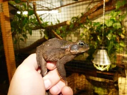Ropucha obrovská (Rhinella marina)