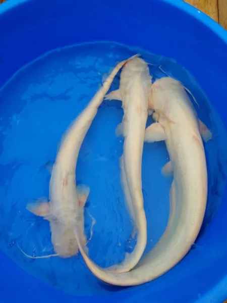 Sumec albín 35-45cm