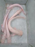 Sumec albín 35-45cm