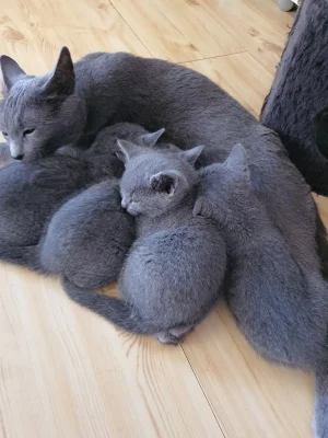 Ruska modra kotatka s pp