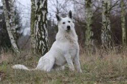 Bílý švýcarský ovčák