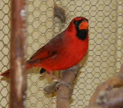 Kardinál červený - samec