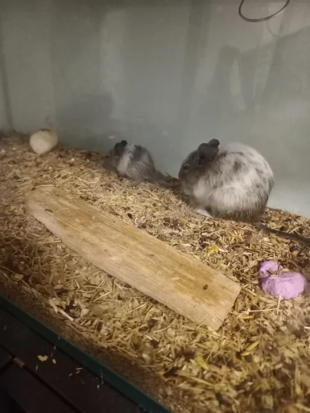 Osmák degu