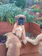 Německý boxer