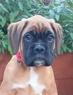 Německý boxer