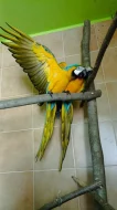 Ara ararauna