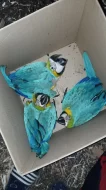 Ara ararauna