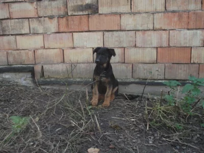 Nabízím fenky matka NO a otec Labradorský retrívr