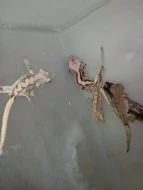 Correlophus Ciliatus