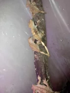 Correlophus Ciliatus