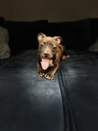 American bully štěňátka