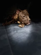 American bully štěňátka