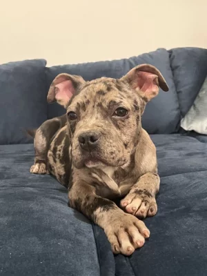 American bully štěňátka