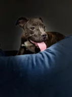 American bully štěňátka