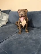 American bully štěňátka