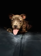 American bully štěňátka
