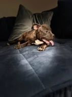 American bully štěňátka