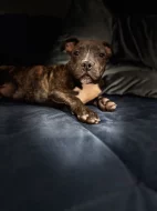 American bully štěňátka