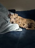 American bully štěňátka