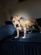 American bully štěňátka