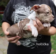 American bully