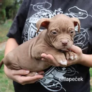 American bully