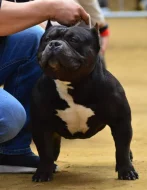 American bully