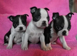 Bostonský terier - pejsek s pp
