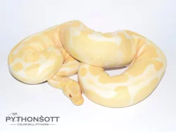 KRAJTA KRÁLOVSKÁ - Python regius