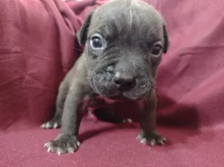 American Bully XL s ABKC registraci