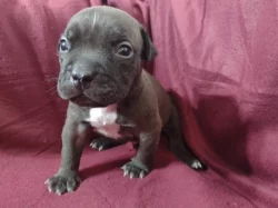 American Bully XL s ABKC registraci