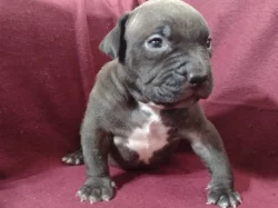 American Bully XL s ABKC registraci