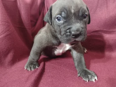 American Bully XL s ABKC registraci