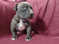 American Bully XL s ABKC registraci