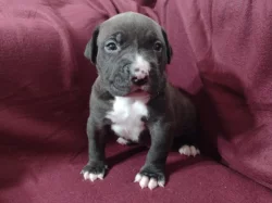 American Bully XL s ABKC registraci