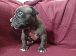 American Bully XL s ABKC registraci