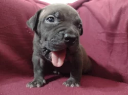 American Bully XL s ABKC registraci