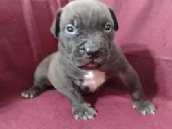 American Bully XL s ABKC registraci