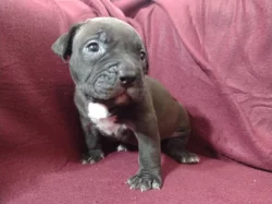 American Bully XL s ABKC registraci