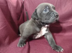 American Bully XL s ABKC registraci
