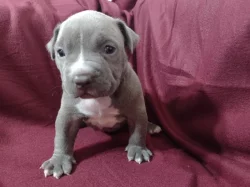 American Bully XL s ABKC registraci