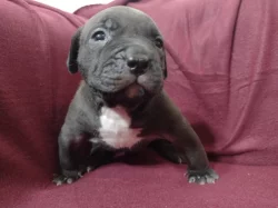 American Bully XL s ABKC registraci