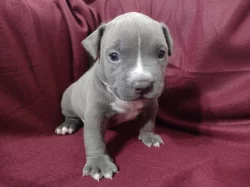 American Bully XL s ABKC registraci