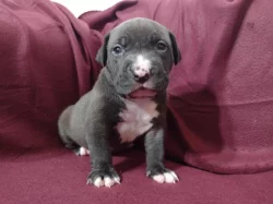 American Bully XL s ABKC registraci