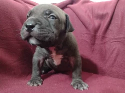 American Bully XL s ABKC registraci