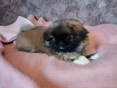 Pekinéz Štěnata