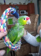 Amazoňan žlutolící