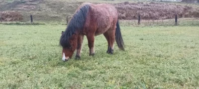 Pony a Wpbr klisna