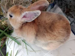 Zakrslý králíci REX k odběru