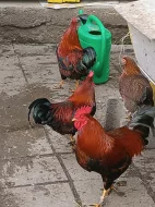 Velsumka rezavě koroptví zdrobnělá - kohouti